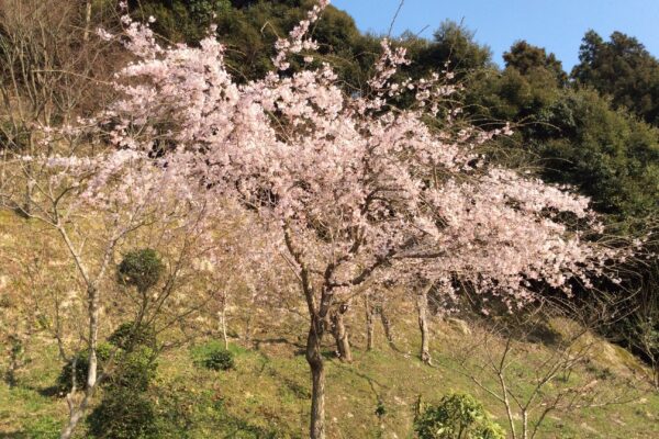 4月から変わる？減税措置など